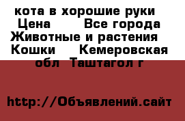 кота в хорошие руки › Цена ­ 0 - Все города Животные и растения » Кошки   . Кемеровская обл.,Таштагол г.